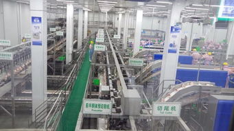 肉雞屠宰加工主要技術參數(shù)分析及技術服務